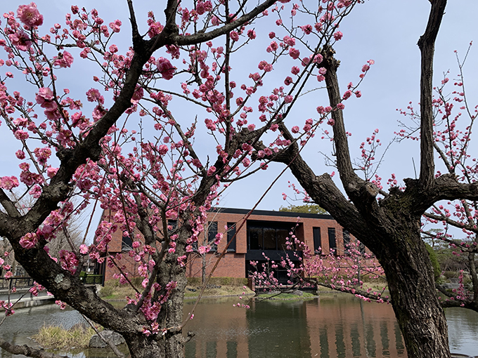 石橋文化センター 日本庭園より、久留米市美術館を望む。石橋文化センターの広大な庭園では、梅、つばき、桜、バラと続く春の花のリレーが楽しめる。