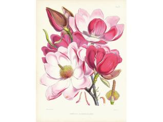 花のある暮らし　ボタニカル・アートとデザイン