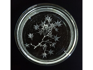 ガラスの植物園