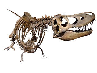 国立科学博物館・コラボミュージアム in 大分「とりになったきょうりゅうのはなし」－OPAMに恐竜がやってきた！－