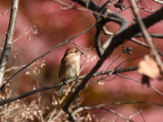 写真展「石神井公園　野鳥たちの四季」