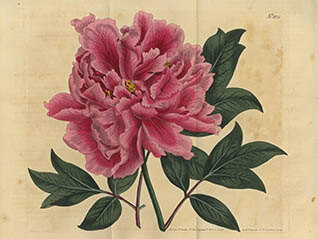キューガーデン 英国王室が愛した花々 シャーロット王妃とボタニカルアート