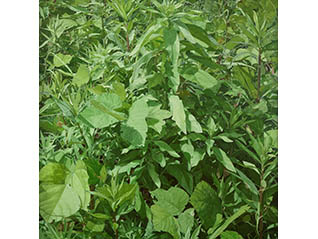 グリーン＆グリーン　木寺渡と植物を描いた画家たち