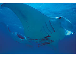 中村征夫写真展　軌 跡 －人･地球･出会い－