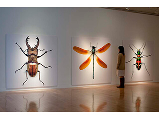 自然と美術の標本展 「モノ」を「みる」からはじまる冒険