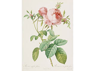 うるわしき薔薇—ルドゥーテ『バラ図譜』を中心に