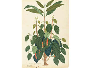 英国キュー王立植物園 おいしい ボタニカル・アート 食を彩る植物の物語