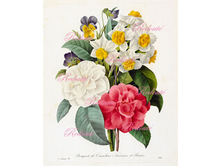 宮廷画家ルドゥーテの『美花選』展