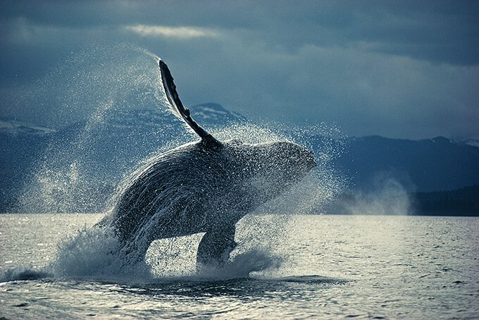 ザトウクジラのブリーチング 撮影：星野道夫　© Naoko Hoshino
