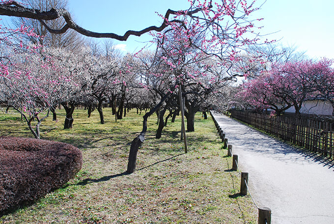 敷地内に約60品種800本の梅が植えられた見事な梅園