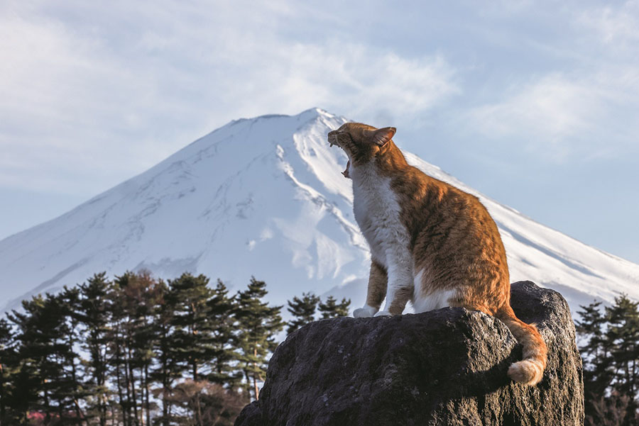 岩合光昭写真展　ご当地ねこ 美術館「えき」KYOTO-4