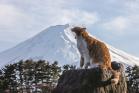 岩合光昭写真展　ご当地ねこ 美術館「えき」KYOTO-1