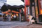 岩合光昭写真展　ご当地ねこ 美術館「えき」KYOTO-1