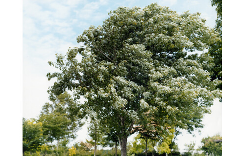 開館25周年記念　MIMOCAコレクション　じつはいろいろあるんです！ 丸亀市猪熊弦一郎現代美術館-4