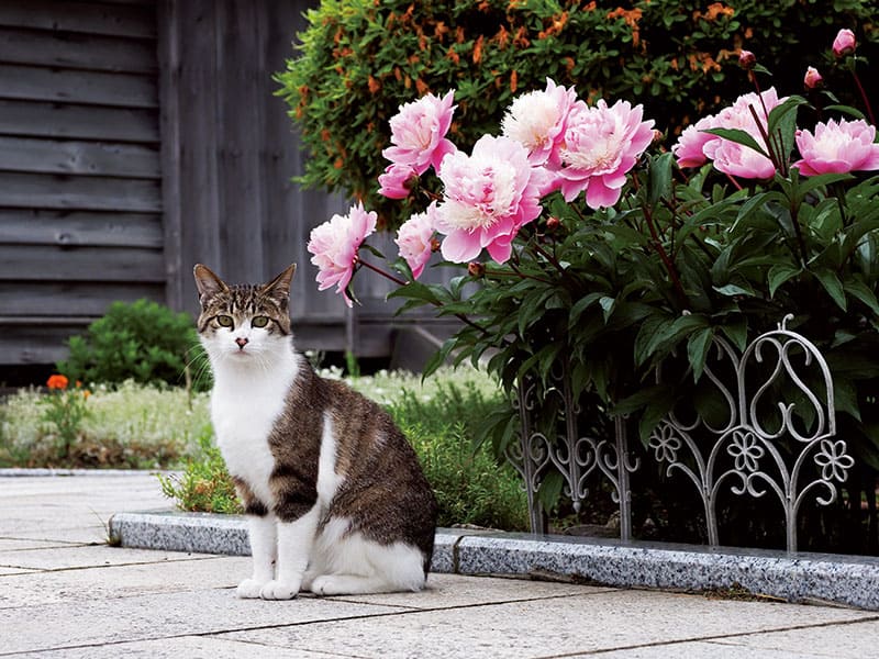 写真展　岩合光昭の日本ねこ歩き 東京富士美術館-12
