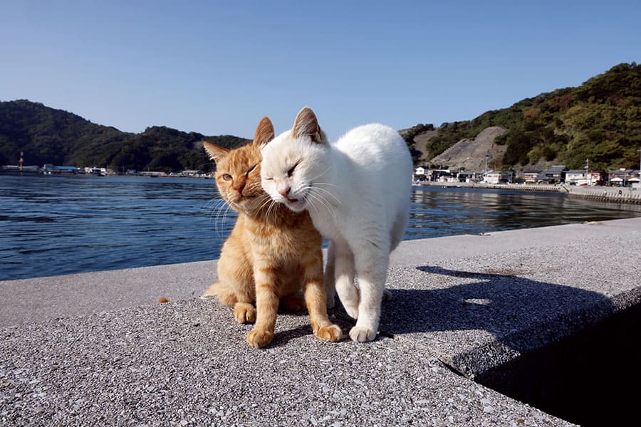 写真展　岩合光昭の日本ねこ歩き 東京富士美術館-2