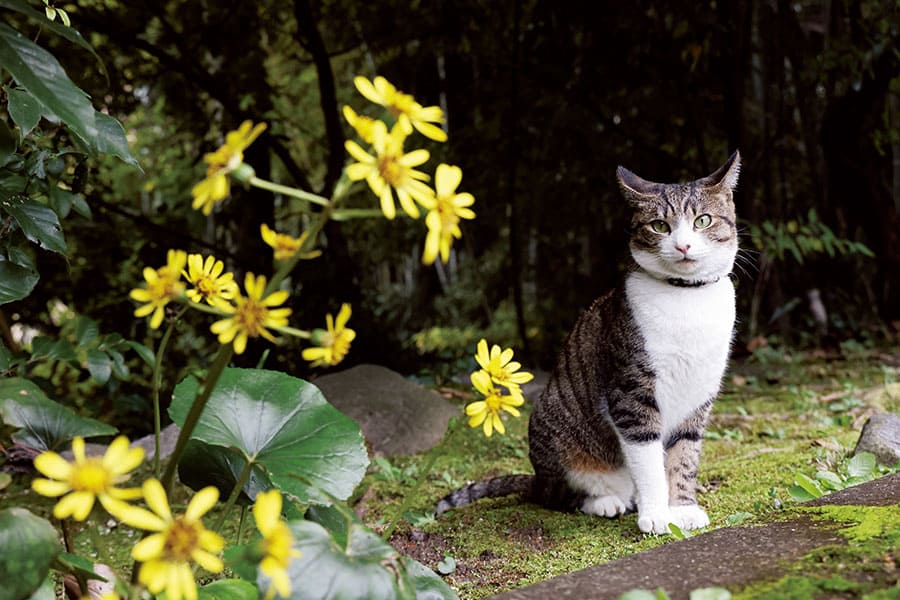 写真展　岩合光昭の日本ねこ歩き 東京富士美術館-3