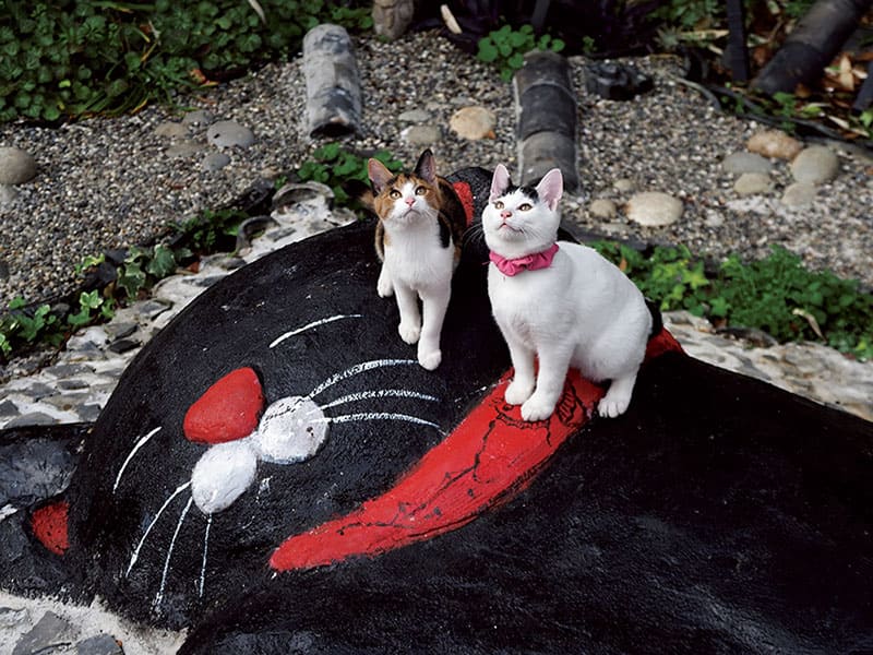 写真展　岩合光昭の日本ねこ歩き 東京富士美術館-5