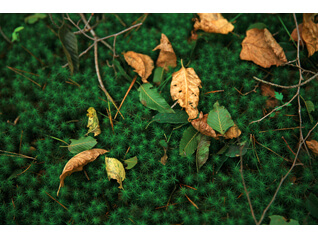 第2回入江泰吉記念写真賞受賞記念　田淵三菜「into the forest」展