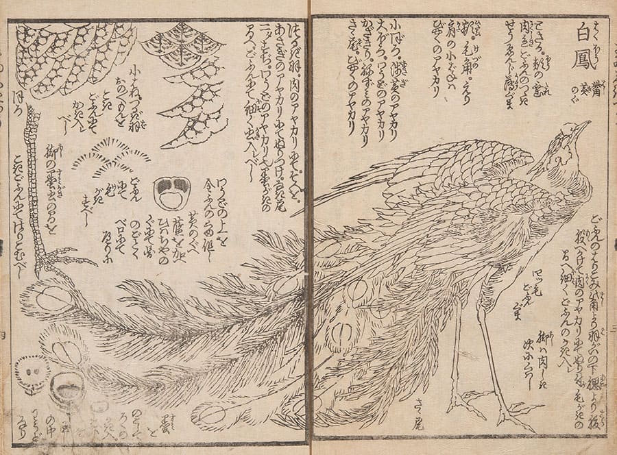 北斎を魅了した天舞う瑞獣 〜龍・鳳凰〜 北斎館-6