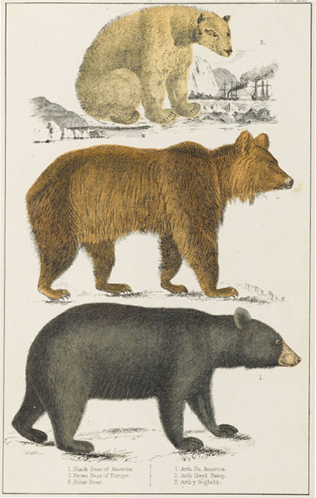 Dear Animals and Plants　－親愛なる仲間たち－ 群馬県立館林美術館-7