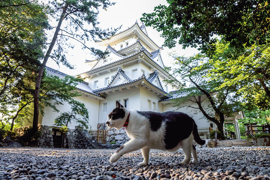 岩合光昭写真展「ご当地ねこ」 大垣市スイトピアセンター アートギャラリー-1