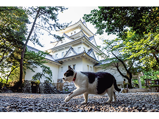 岩合光昭写真展「ご当地ねこ」