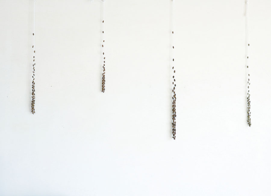 Xanthium occidentale オオオナモミが語るもの 岩谷雪子 奈義町現代美術館-2