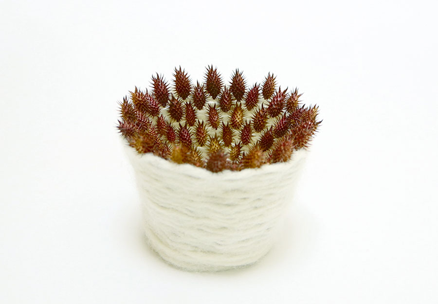 Xanthium occidentale オオオナモミが語るもの 岩谷雪子 奈義町現代美術館-3