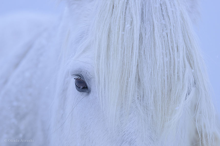 2025年度コレクション展Ⅱ「日勝をフィルターに通したら」 神田日勝記念美術館-4