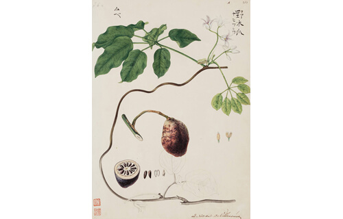 ロシア科学アカデミー図書館所蔵 「川原慶賀の植物図譜」 埼玉県立近代美術館-4