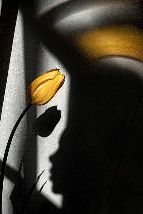 オランダ×千葉 撮る、物語るーサラ・ファン・ライ&ダヴィット・ファン・デル・レーウ×清水裕貴 千葉県立美術館-2