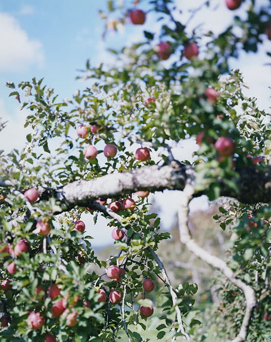 上田義彦　いつも世界は遠く、 神奈川県立近代美術館 葉山-7
