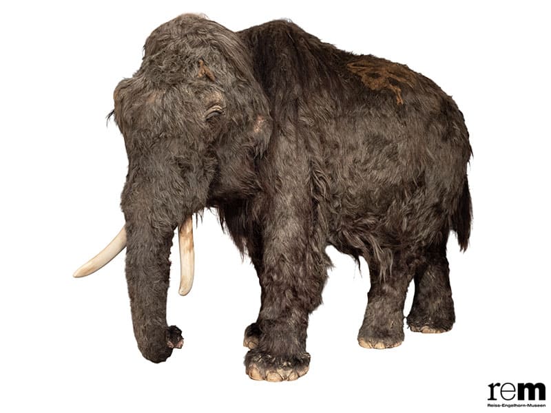 特別展「氷河期展 〜人類が見た4万年前の世界〜」 国立科学博物館-2