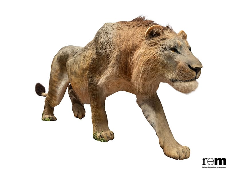 特別展「氷河期展 〜人類が見た4万年前の世界〜」 国立科学博物館-3