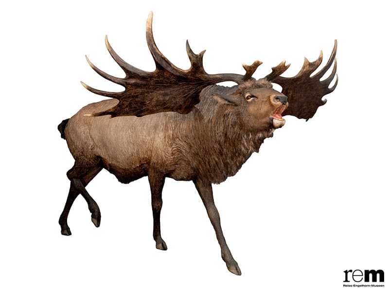 特別展「氷河期展 〜人類が見た4万年前の世界〜」 国立科学博物館-4