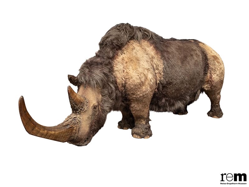 特別展「氷河期展 〜人類が見た4万年前の世界〜」 国立科学博物館-5