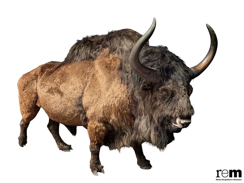 特別展「氷河期展 〜人類が見た4万年前の世界〜」 国立科学博物館-6