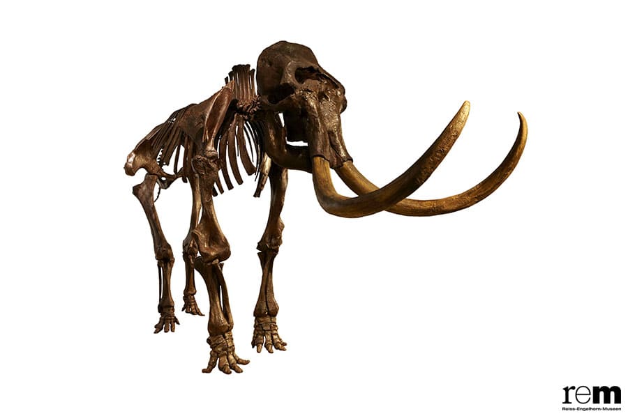 特別展「氷河期展 〜人類が見た4万年前の世界〜」 国立科学博物館-8