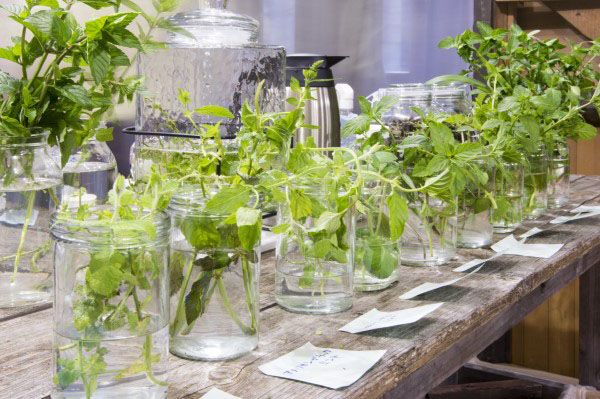 身体で感じる緑とアート展 練馬区立美術館-5