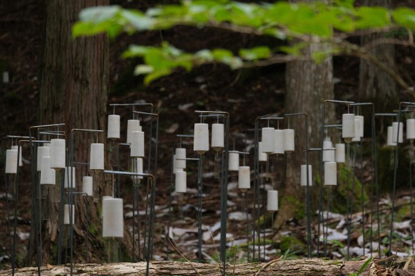 身体で感じる緑とアート展 練馬区立美術館-7