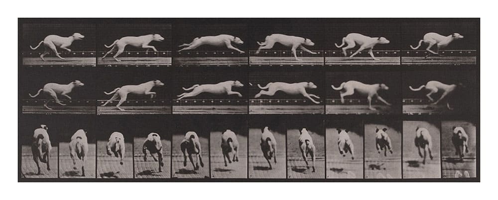 動画の原点『アニマル・ロコモーション』 「連続写真に取り憑かれた男 エドワード・マイブリッジ」 FUJIFILM SQUARE（フジフイルム スクエア）-4