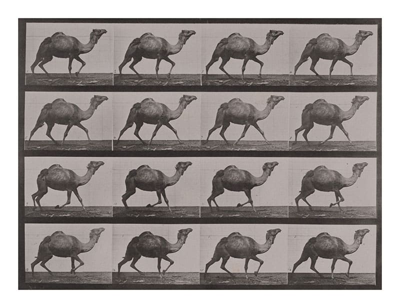 動画の原点『アニマル・ロコモーション』 「連続写真に取り憑かれた男 エドワード・マイブリッジ」 FUJIFILM SQUARE（フジフイルム スクエア）-6