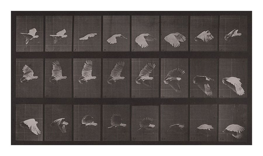 動画の原点『アニマル・ロコモーション』 「連続写真に取り憑かれた男 エドワード・マイブリッジ」 FUJIFILM SQUARE（フジフイルム スクエア）-7