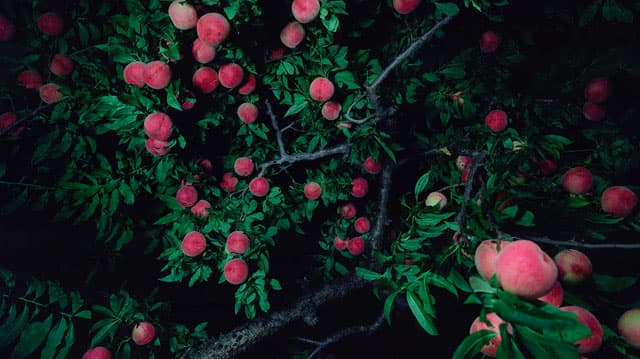 驚異の部屋の私たち、消滅せよ。— 森村泰昌・ヤノベケンジ・やなぎみわ — 大阪中之島美術館-10