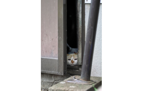 大佛(おさらぎ)次郎(じろう)×ねこ写真展2017 大佛次郎記念館-1