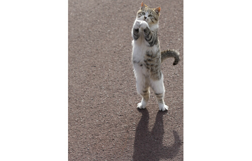 大佛(おさらぎ)次郎(じろう)×ねこ写真展2017 大佛次郎記念館-2