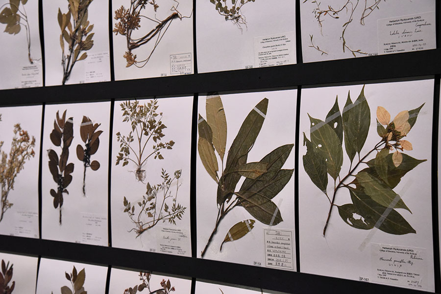 いのちのカタチ展―好奇心の標本箱― 沖縄県立博物館・美術館（おきみゅー）-9