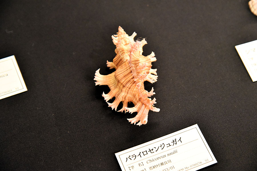 いのちのカタチ展―好奇心の標本箱― 沖縄県立博物館・美術館（おきみゅー）-10