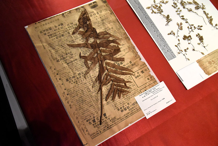 いのちのカタチ展―好奇心の標本箱― 沖縄県立博物館・美術館（おきみゅー）-11